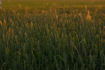 Part of green wheat  field in the calm summer evening with blurred backdrop