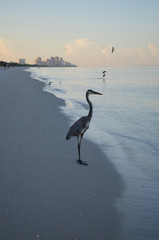 Great Blue Heron Standing on the Shore at Dawn