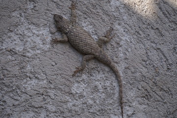 lizard
