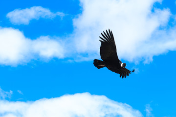condor in sky
