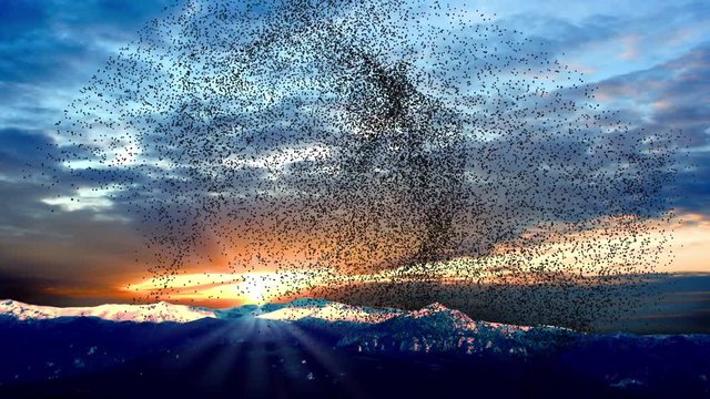 Flock of birds swarming against a sunset sky over mountains 