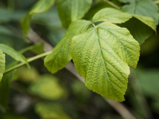 Frische grüne Blätter im Frühling