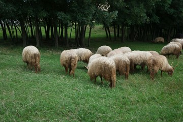 Obraz premium Grazing sheep in Hungary