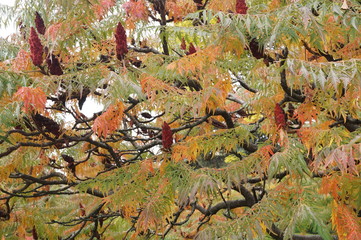 Flower and rusty leaves of sumac (rhus typhina)