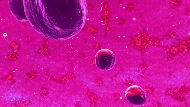 Mitosis.Cellular division under the microscope, stem cells dividing. Human cell, process division of cell., embryo under microscope 