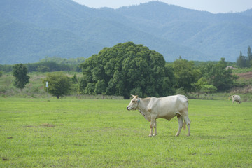 cattle field, nature park outdoor for animal farm