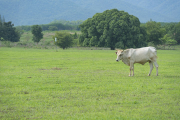 Fototapeta premium cattle field, nature park outdoor for animal farm
