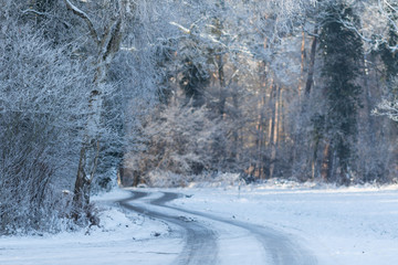 Allee im Winter