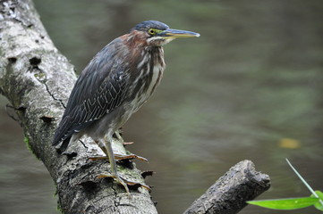 Green Heron