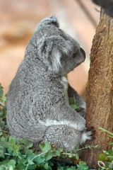 koala