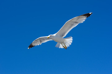 Naklejka premium Sea gulls in sky