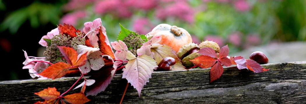 alle Farben des Herbstes, Zierk&uuml;rbis mit Kastanien, Hortensien und rotem Weinlaub auf Holzbank im herbstlichen Garten