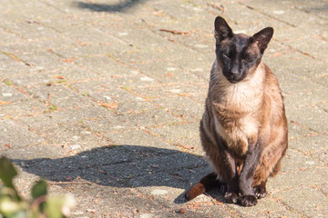 Cat outside in the sun