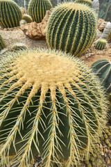 Close up photo of cactus