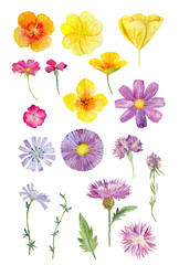 Set of watecolor cliparts of wild flowers - 123381964