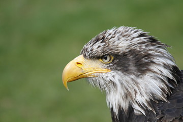 Juvenile American Bald Eagle Portrait