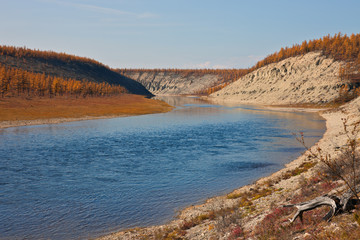 Fototapeta na wymiar Larch taiga on the banks of Siberian rivers