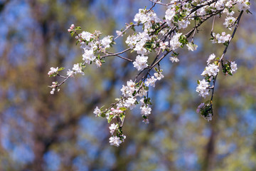 apple