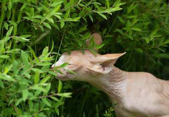 Obraz premium Sphynx cat