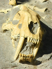 Skull
