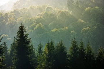 Deurstickers sparrenbos op mistige zonsopgang in bergen © Pellinni