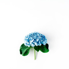 beautiful hydrangea flower isolated on white background. flat lay, top view