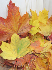 Autumn maple leaves