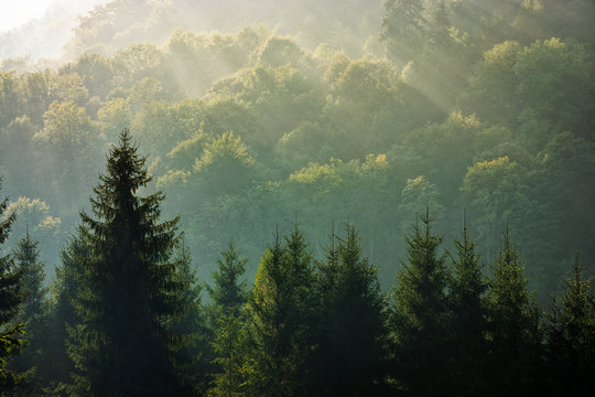 Fototapeta las świerkowy na mglisty wschód słońca w górach