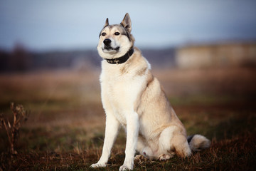 west siberian laika