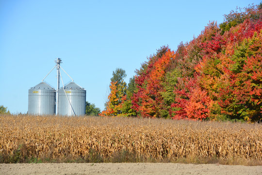 ANGE- GARDIEN QUEBEC CANADA 10 07 2016: Corns Farms In Ange Gardien Located Within The Rouville Regional County Municipality In The Province's Monteregie Region 