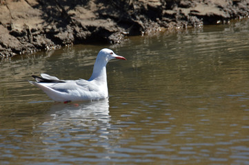 aves y marismas en las salinas de bonanza  