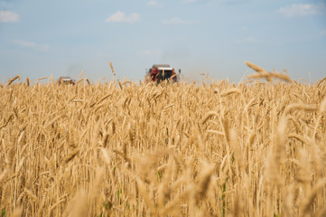 Combine harvesters in a field of wheat