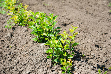 Young forest grow