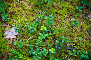 Forest Soil with Grass