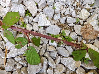 autumn atmosphere     © amadeusz