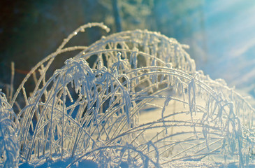 Winter landscape.Winter beauty scene