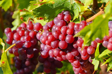 Weintraube rot - red grapes in fall