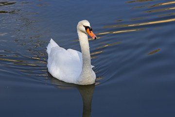 Fototapeta premium Swan Swimming in the Lake