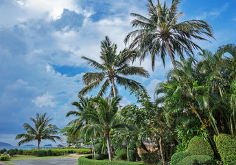 Fototapeta na wymiar Palm trees in the park on the coast of Asia