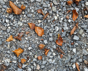 autumn atmosphere     © amadeusz