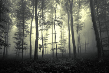 Dreamy dark yellow colored foggy forest tree background. Fantasy colored woodland fairytale. Color filter effect used.