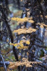 Yellow needles of the Siberian larch and lichen
