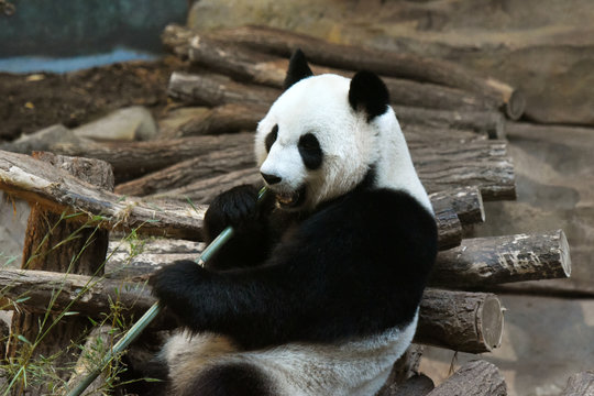 Fototapeta panda