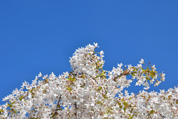 White cherry blossom over clear blue sky