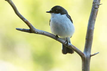 European pied flycatcher