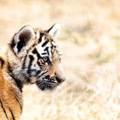 Tiger cub portrait. Tiger playing around (Panthera tigris)