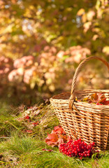 Beautiful Autumn. Autumn harvest in basket