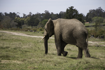 African Elephant, South Africa, Knysna Elephant Park