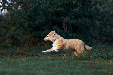 Shetland Sheepdog puppy