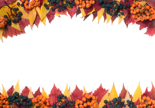 Frame of autumn leaves with rowan berries and wild grapes isolated on white background